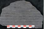 Foto (Detailansicht) von Syringodendron cyclostigma Brongniart (NHMW-GEO-2024-0188-11107)